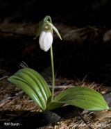 Cypripedium acaule